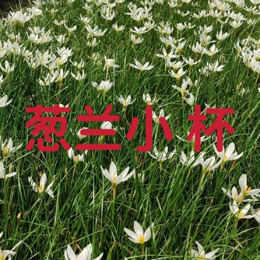 昆明 工程用葱兰小袋苗鸿霖苗圃