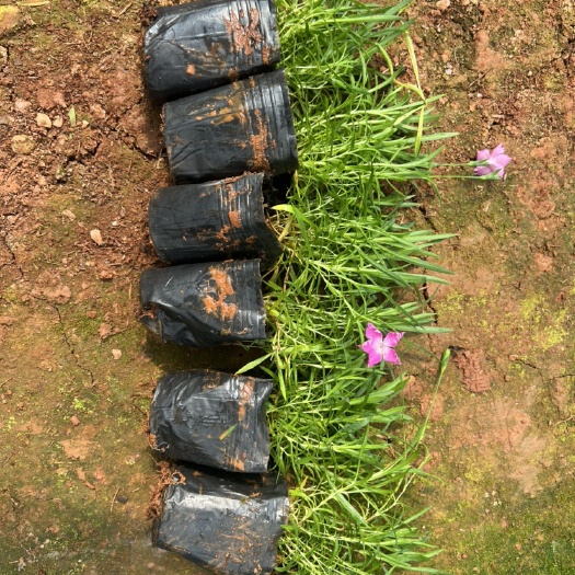 宜良县欧石竹 石竹 自产自销 大量从优 苗木花卉工程对接