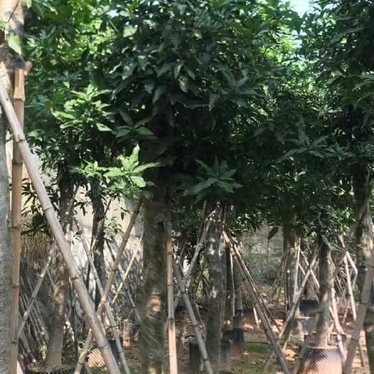 漳州青芒果苗 芒果树10-27公分