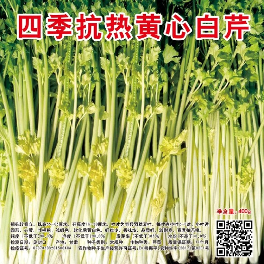 平远县黄心芹菜种子  金顺黄心白芹 香芹菜种子 袋装400克