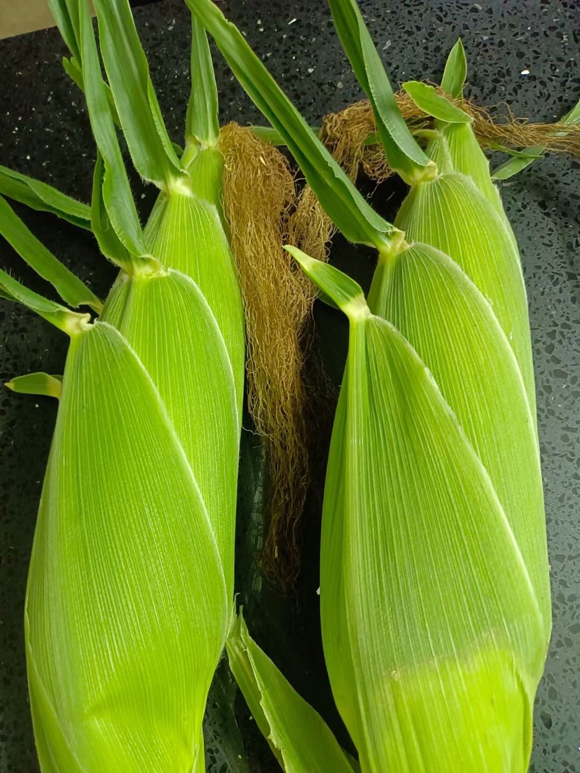 秋山種子經(jīng)營(yíng)部