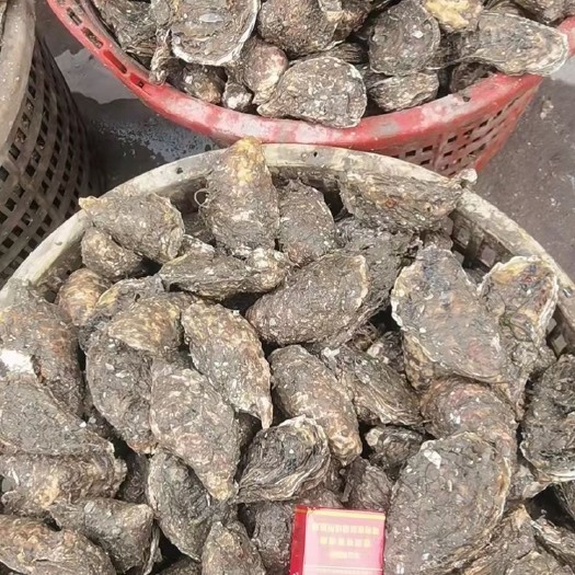 诏安县净化蚝   生蚝批发 福建蚝乳山蚝二倍体三倍体全规格都有 量大优惠，