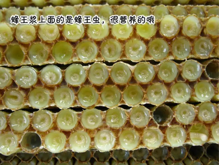 2024年鲜油菜蜂王浆，厂家批发500g/瓶假一赔十，包邮