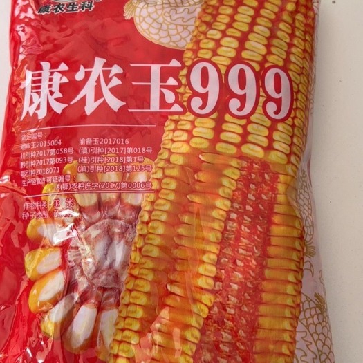  康农玉999饲料玉米种子半马齿型 红心 籽粒黄色 棒子大