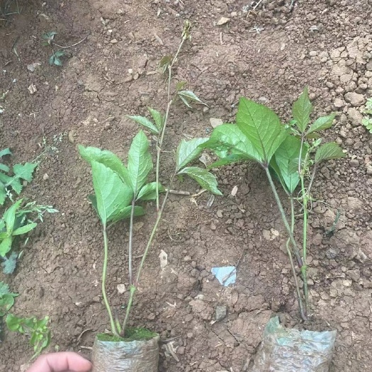 昆明 爬山虎小袋工程用小袋苗