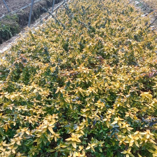 昆明 工程用大花六道木昆明鸿霖苗圃