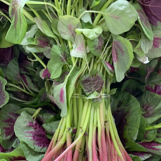 广州红苋菜 无农药种植的蔬菜