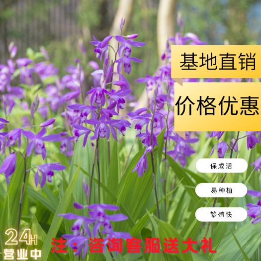 商洛紫花白芨苗 基地发货，现拔现发，拿样价，一件也包邮
