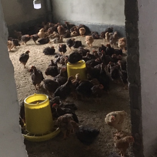 凤冈县K9鸡苗 长期批发各种脱温鸡：鸭：鹅、品种齐全、价格合理：疫苗接种齐全