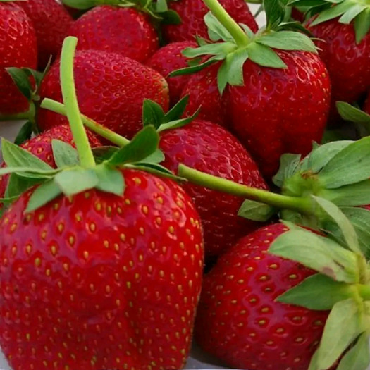 泰安甜宝草莓苗  草莓种苗 批发价格 甜宝地栽苗 穴盘苗