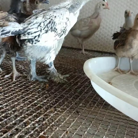 昆明 脱温土鸡苗