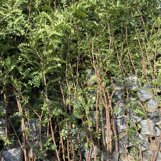  清香木苗，清香木袋苗，基地直供，批发价