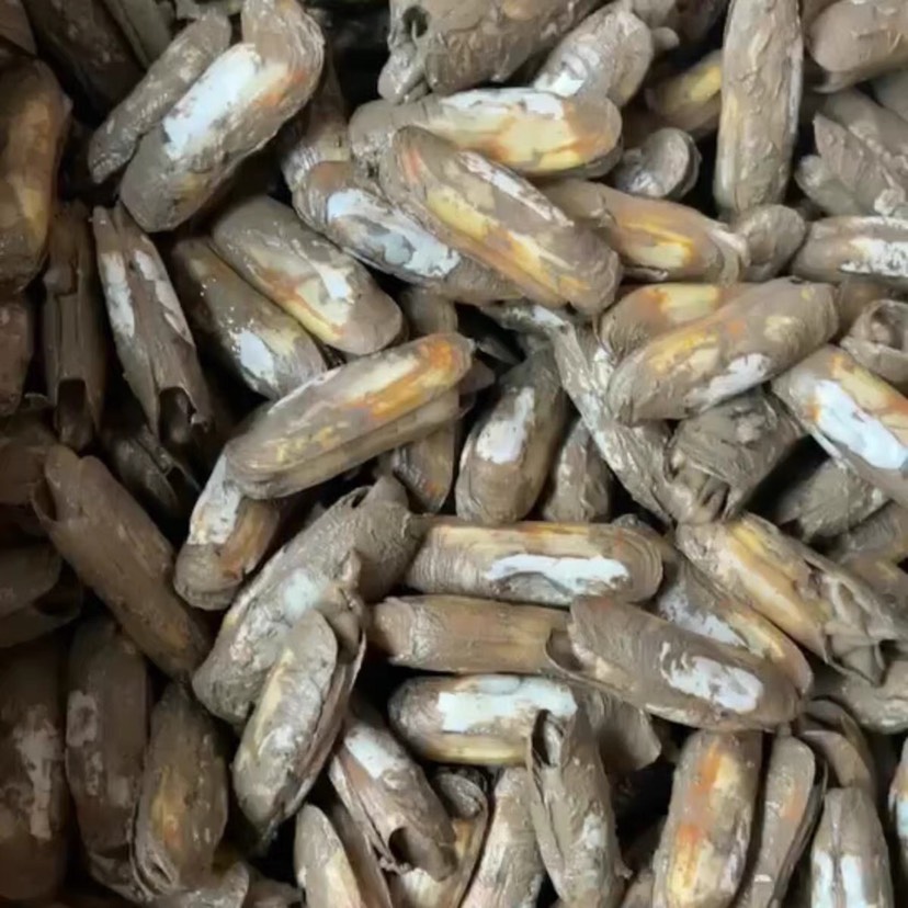 北海 鲜活蛏子 一手货源 指甲螺 新鲜海蛏 当天现挖。产地直发