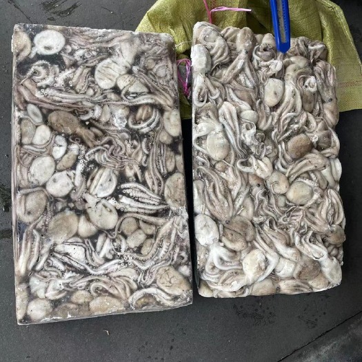 福州 国产短脚章鱼，平均55g