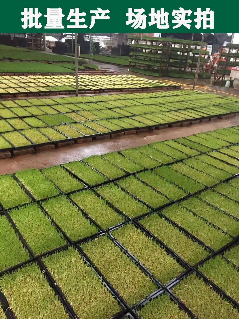 陕西西安空心菜苗，水培绿色活体蔬菜，直供酒店，商超，饭店团购