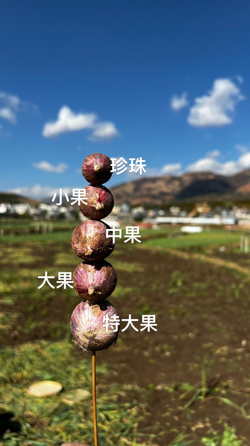 宾川县【一件代发】2022年大理新鲜紫皮独头干蒜直径3.5厘米以上