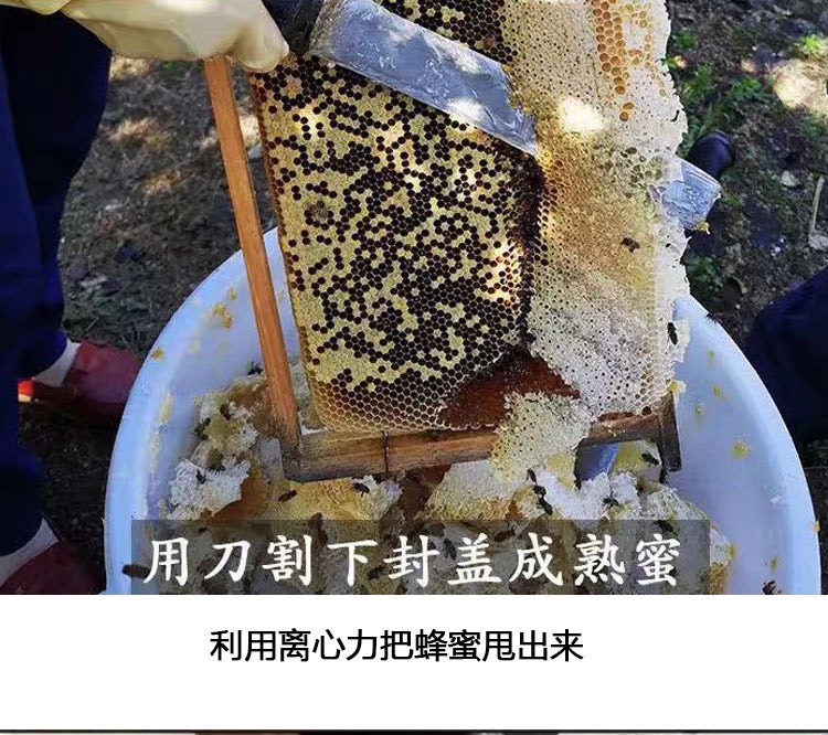 【优质】广西中蜂土蜂蜜 蜂蜜 枇杷蜜 蜂场直供 欢迎联系