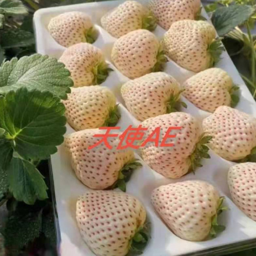 泰安天使草莓苗穴盘苗白草莓 白雪公主草莓苗