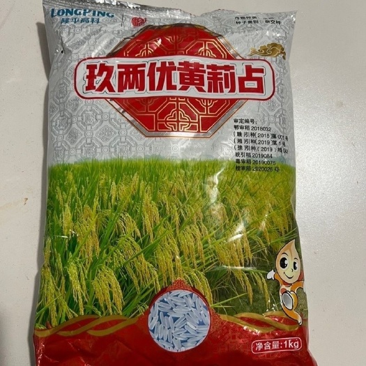 华容县隆平高科玖两优黄莉占晚稻杂交水稻种子米质好产量高适应广