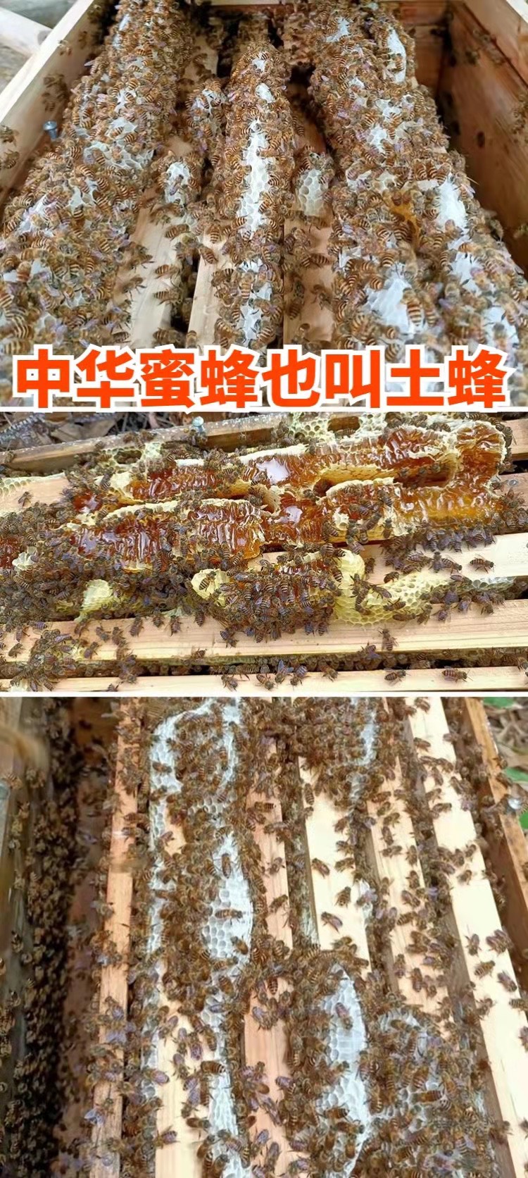 【优质】广西中蜂土蜂蜜 蜂蜜 枇杷蜜 蜂场直供 欢迎联系