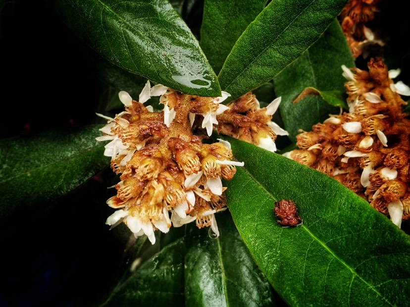 【优质】广西中蜂土蜂蜜 蜂蜜 枇杷蜜 蜂场直供 欢迎联系
