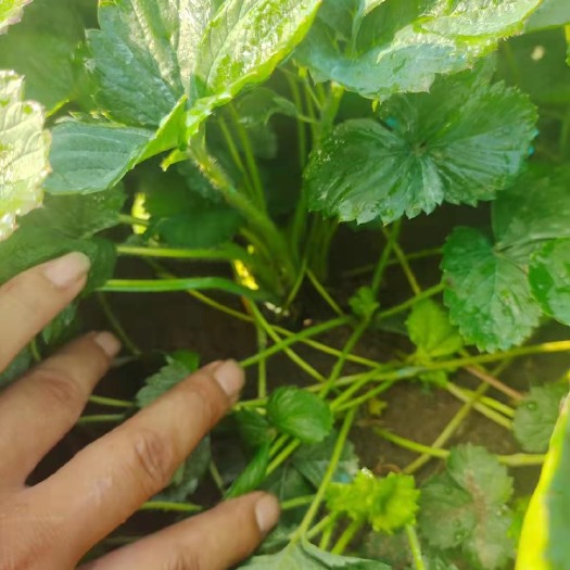 东海县出售红颜，章姬等草莓苗，品种齐全。
