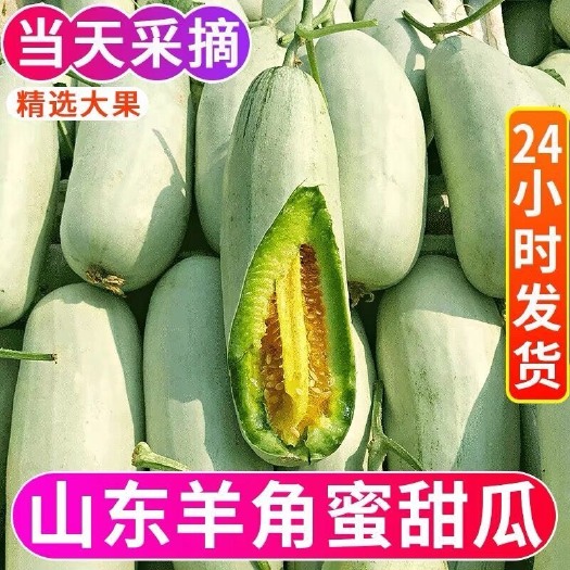 頭茬羊角蜜甜瓜現(xiàn)摘孕婦水果新鮮應(yīng)季水果蜜瓜脆瓜香瓜超甜批發(fā)