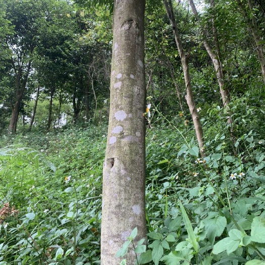 南宁 低价出售沉香树，八年的树
