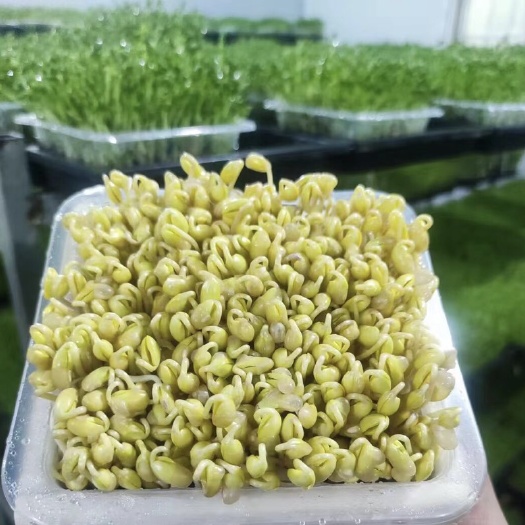 西安陕西西安火锅豆芽，黄豆苗，黄豆芽专属定制纯水育直供火锅