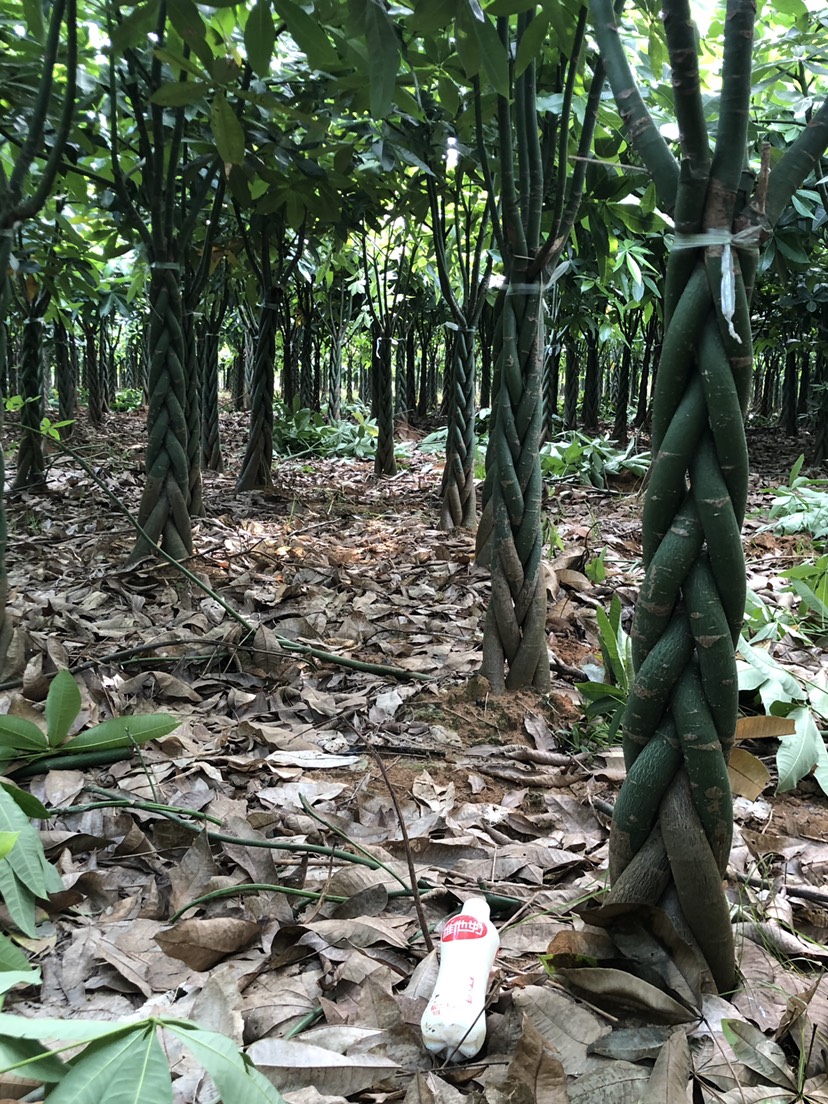 大型精品五辩发财树清地四辩五辩种植基地