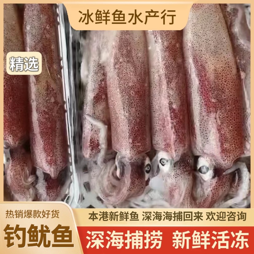陽江魷魚 釣魷魚活凍冷凍 大魷魚無含水精選品質 全國發貨
