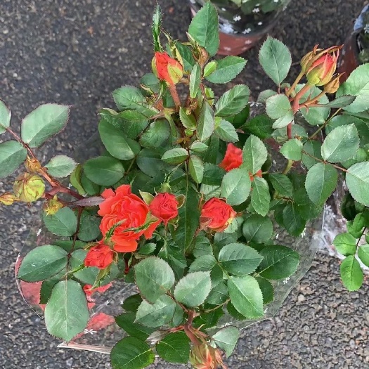 【精品】玫瑰花 月季 欧月基地直销全国发货