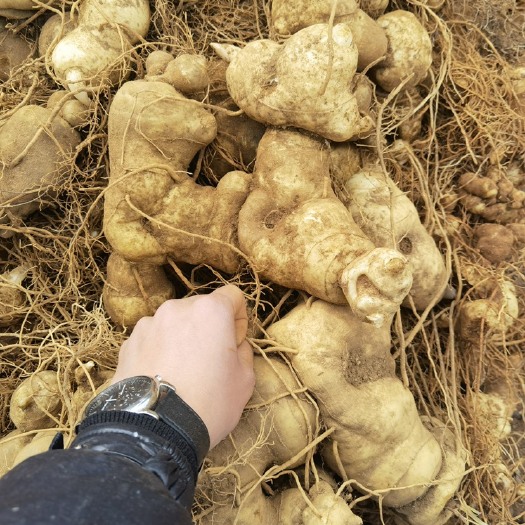 昆明 云南滇黄精中红花/个头大，饱满，无硫磺，场地直发，品质保证，