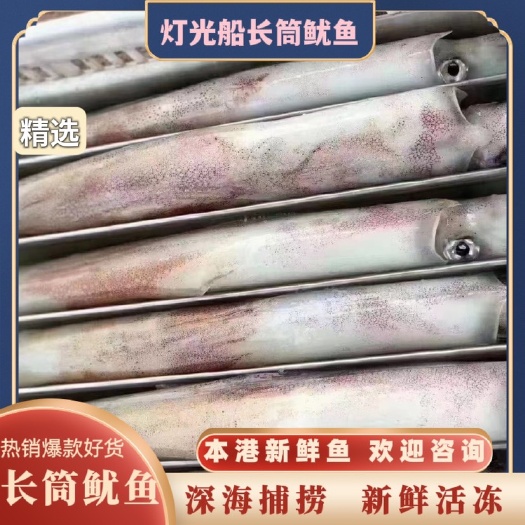阳江长筒鱿鱼 灯光鱿鱼 大鱿鱼 精选优质产品 全国发货