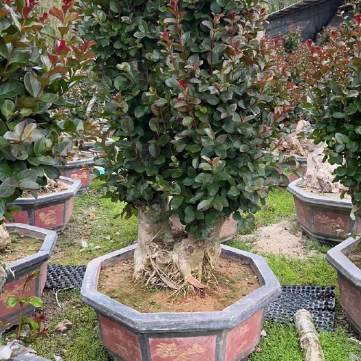漳州 嫁接红花紫薇桩头盆景漳州紫薇盆景种植基地农户一手货源直销批发