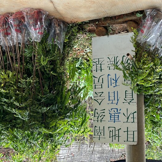 博罗县 大量猴耳环苗出售
