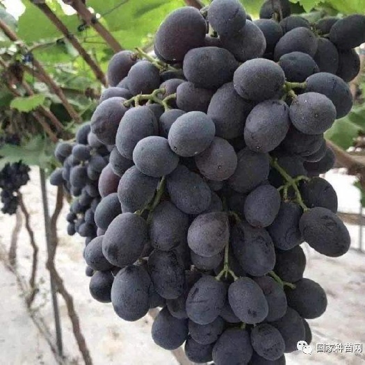 营口夏黑葡萄苗 早夏无核八十亩夏黑育苗基地辽宁双赢苗木基地