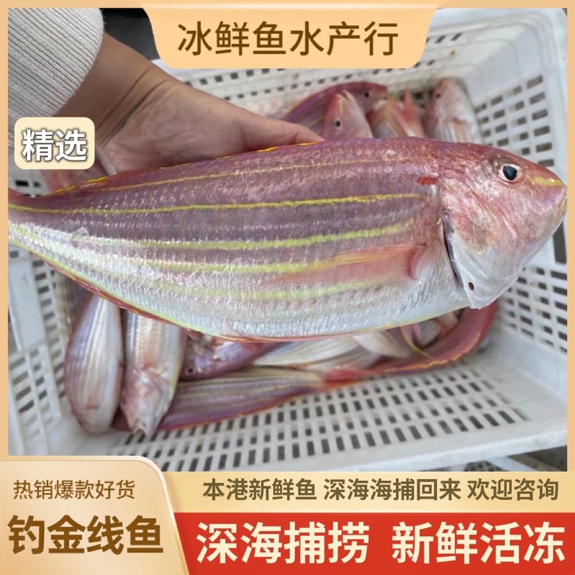 陽江 海釣 釣口大 新鮮活凍冷凍精選品質 全國發貨