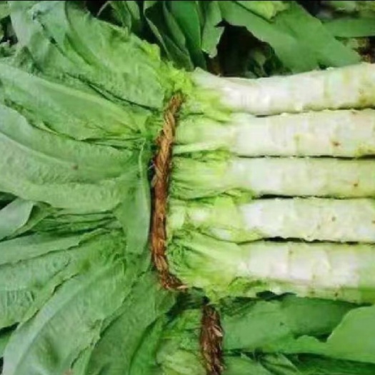 沙洋县青叶莴笋 湖北沙洋新鲜莴笋，长期有货，货源稳定。