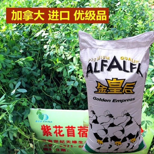 嘉祥县苜宿草 紫花苜蓿牧草