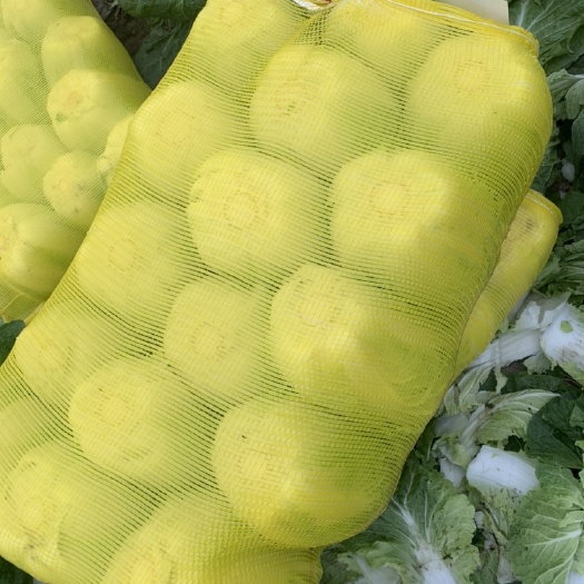 东台市大白菜 黄心大白菜 白菜 净菜