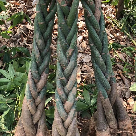 合浦县大型精品五辩发财树清地四辩五辩种植基地