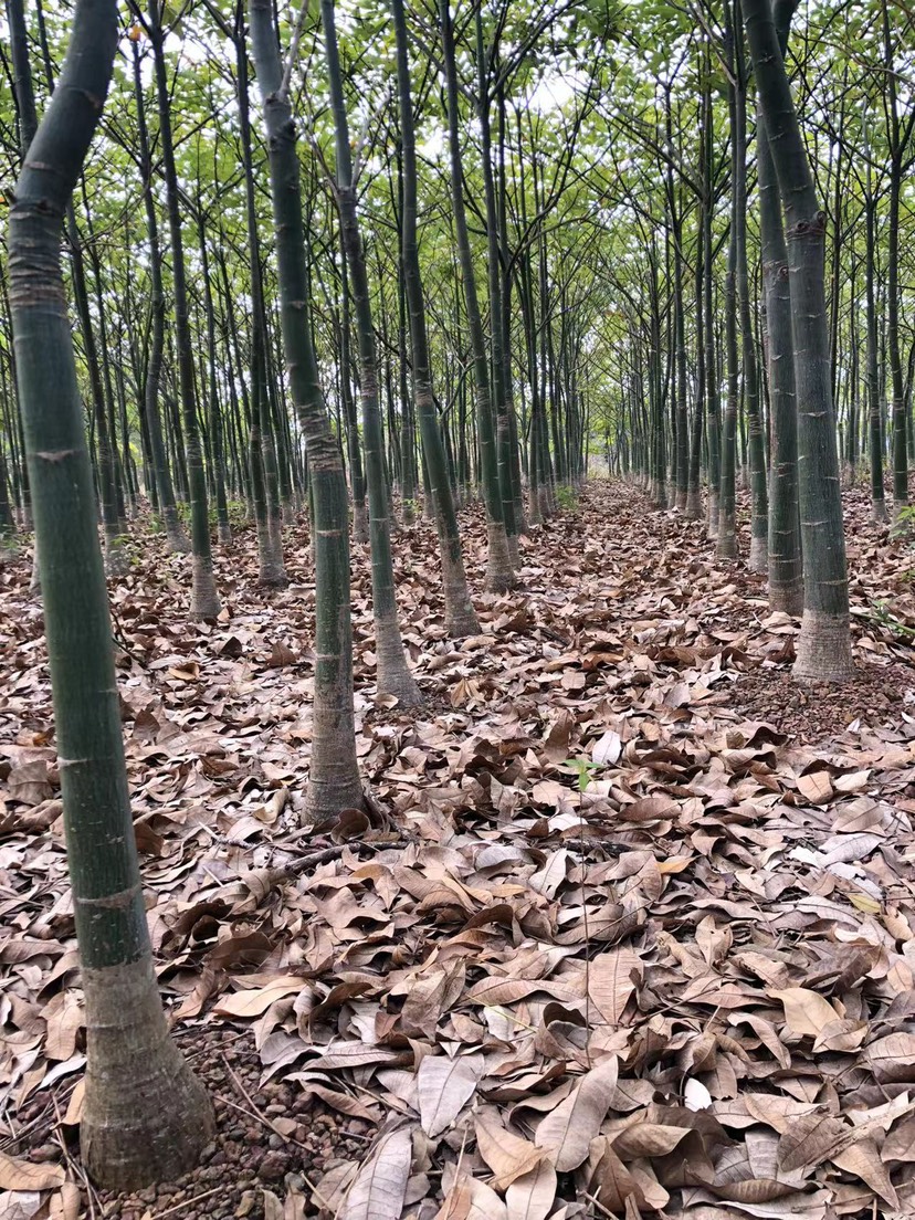 大型精品五辩发财树清地四辩五辩种植基地