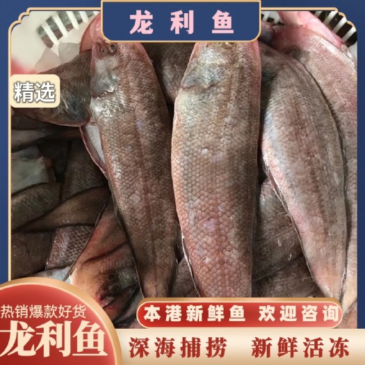 阳江龙利鱼 新鲜活冻 深海海捕5两以上/条 精选品质 全国发货