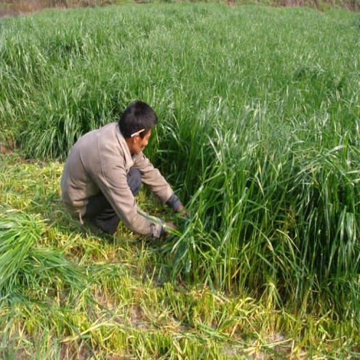 黑麦草