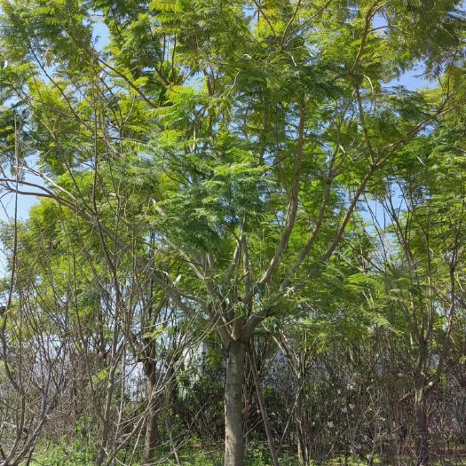 漳州普通蓝花楹  胸径25公分的蓝花楹 种植基地低价批发直销