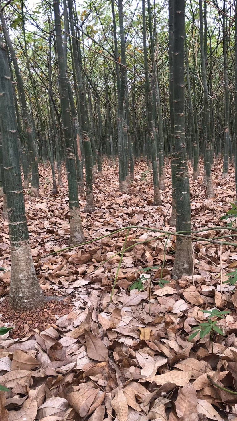 大型精品五辩发财树清地四辩五辩种植基地