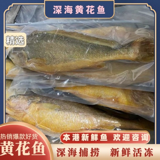阳江大黄花鱼  深海大黄花鱼 新鲜活冻冷冻精选品质 全国发货