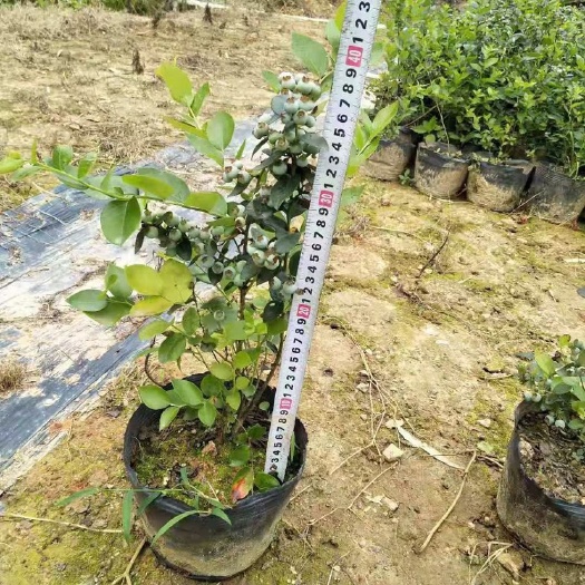 灵山县蓝莓苗 蓝莓