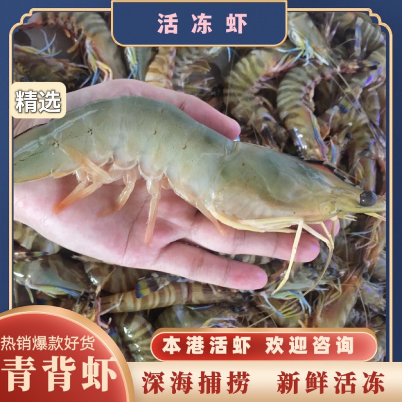 陽江青蝦 青背蝦 背帶膏的青海捕蝦 精選優質 全國發貨